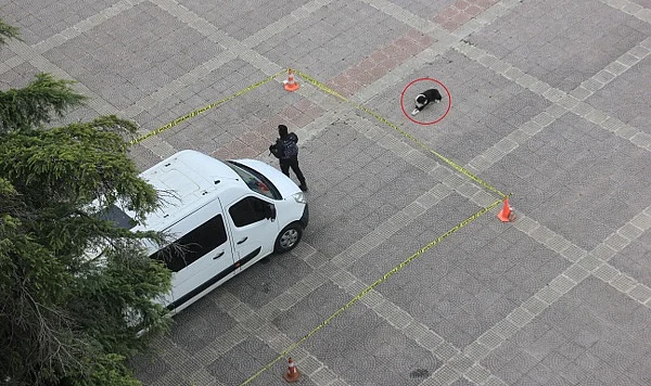Samsun'da Köpeğin Yaptığı Hareket Gündem Oldu
