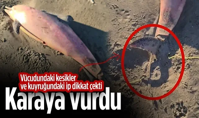 Samsun'da Ölü Yunus Bulundu! Kuyruğundaki İp ve Vücudundaki Kesikler Dikkat Çekti