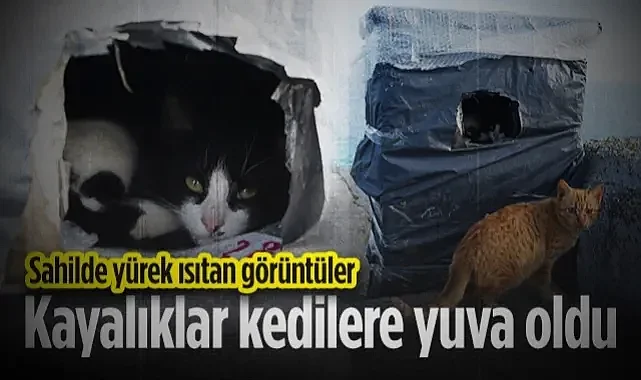 Samsun Sahilinde Yürek Isıtan Görüntüler: Kayalıklar Kediler İçin Sıcak Yuvaya Dönüştü