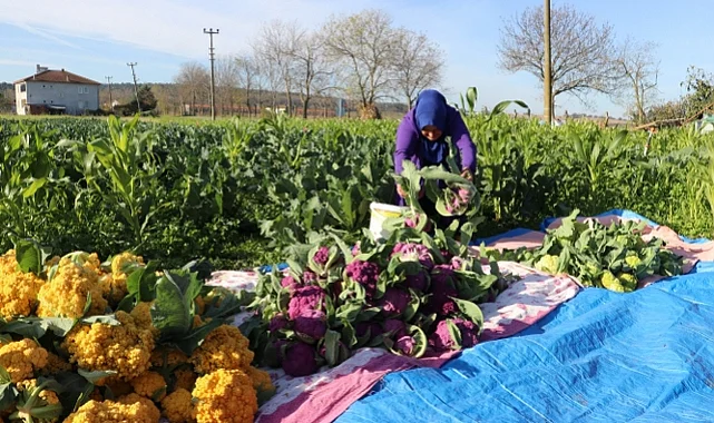 Samsun Sebze Üretiminde Zirvede: Lahana ve Karnabaharda Türkiye Lideri