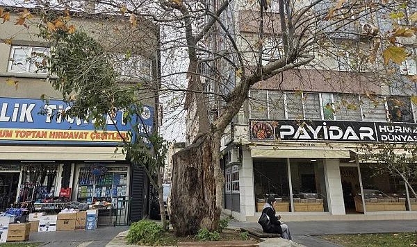 Samsun’un 20 Anıt Ağacından Biri: Tarihi Çınar Zamana Meydan Okuyor