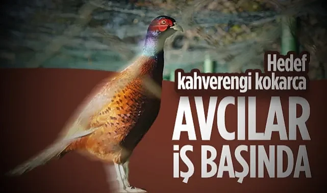 Samsun'un Sülünleri Kahverengi Kokarcayla Savaşacak