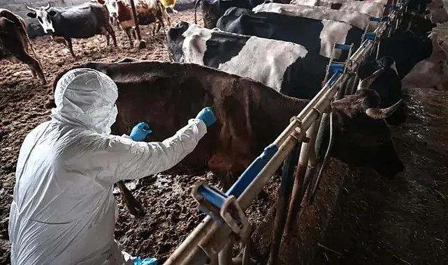 Şap Hastalığında Yeni Dönem: Hastalıksız Bölge Kriterleri Değişti