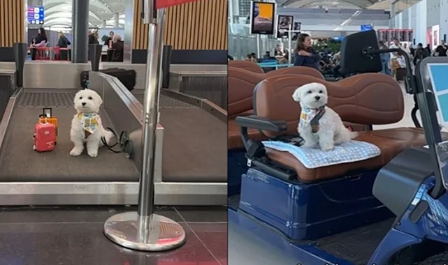 Sosyal Medya Fenomeni Köpek 'Tofu' İstanbul Havalimanı'nda: İGA'nın Evcil Hayvan Hizmetleri Gündem Oldu 
