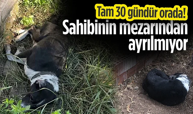 Tam 30 Gündür Orada! Mezar Başındaki Köpeğin Gözyaşları Herkesi Ağlattı