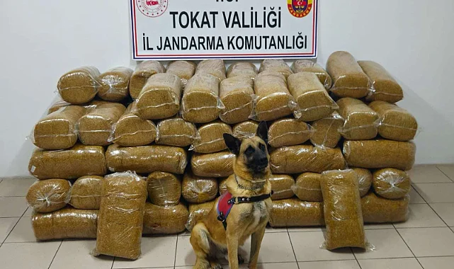 Tokat'ta Kaçak Tütün Operasyonu: 485 Kilogram Ele Geçirildi