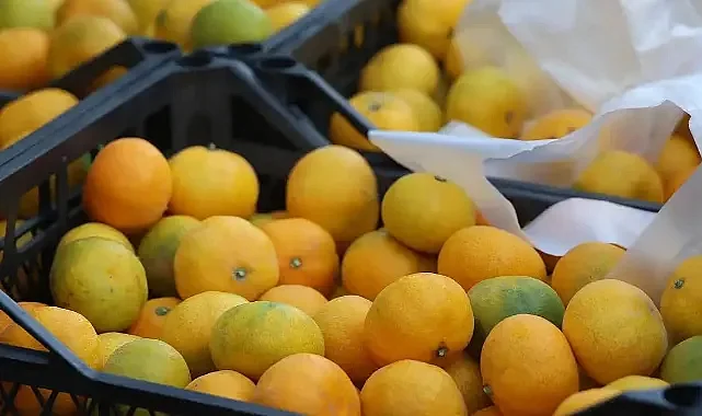 Mandalinada Fiyat Uçurumu: Üretici-Market Farkı Yüzde 400'e Dayandı