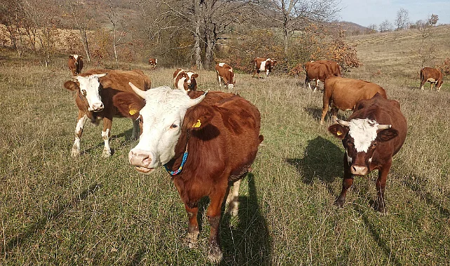 Üreticiye Şap Uyarısı: Yaptırmayana Ceza Var 
