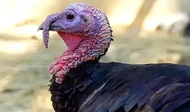 Yılbaşı Öncesi Hindi Satışlarında Büyük Artış