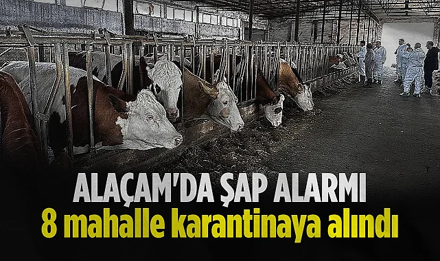 Alaçam'da Şap Alarmı: 8 Mahalle Karantinaya Alındı
