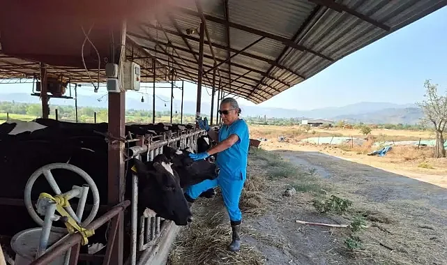 Bafra'da Şap Kararı: 9 Mahalle Karantina Çemberinde