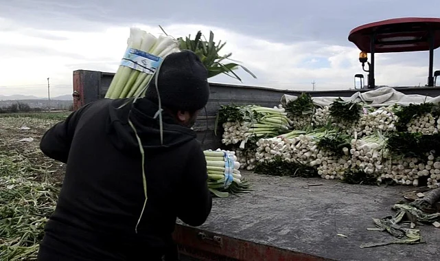 Bafra Ovası'nda Pırasa Hasadı: Rekor Rekolte Fiyatları Düşürdü
