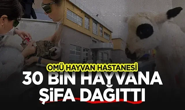OMÜ Hayvan Hastanesi 30 Bin Hayvana Şifa Oldu!
