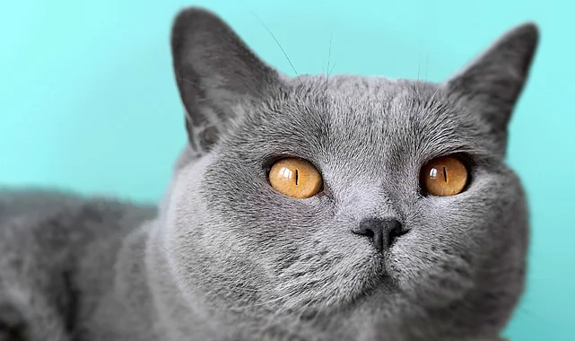 British Shorthair Kedileri Hakkında Bilmeniz Gerekenler