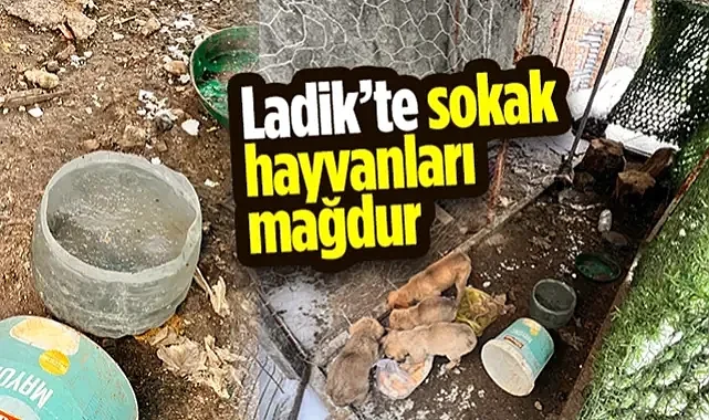 Ladik'te Sokak Hayvanları Mağdur