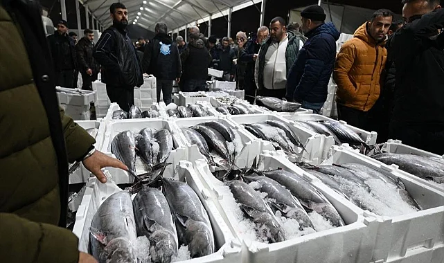 Marmara Denizi'nde Tarihi Torik Akını: Fiyatlar Yarı Yarıya Düştü