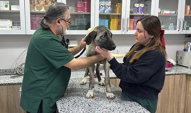 Ordu’da Sokak Köpeklerine Domuz Kurşunu Dehşeti