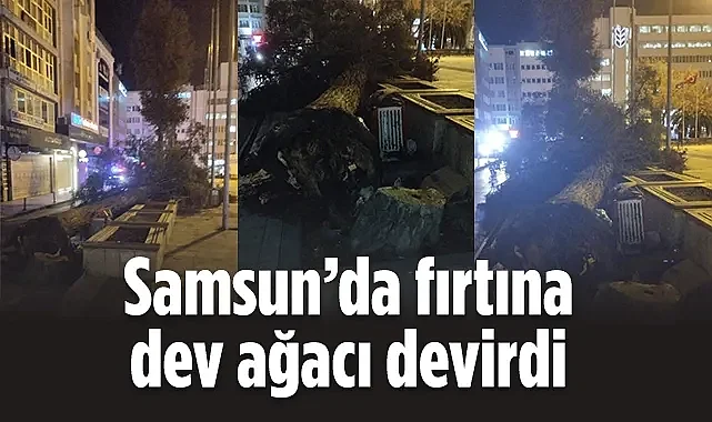 Samsun Cumhuriyet Meydanı'nda Fırtına Ağaç Devirdi