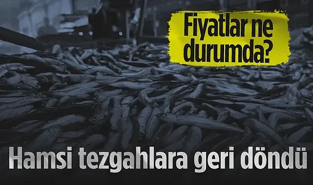 Samsun'da Balık Bereketi: Kar Gitti, Tezgahlar Balıkla Doldu!