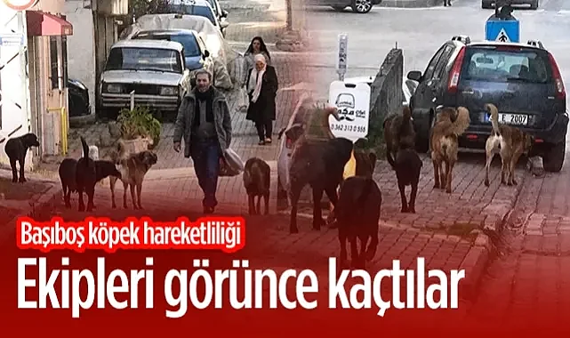 Samsun’da Başıboş Köpek Hareketliliği: Ekipler Gelince Sürü Halinde Kaçtılar