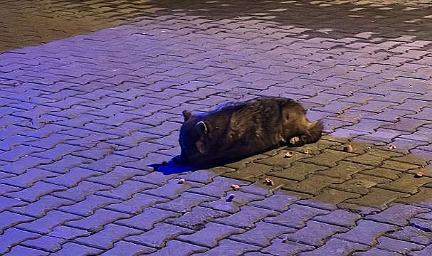 Samsun'da Bitkin Halde Bulunan Çakal Yavrusu Tedavi Altına Alındı
