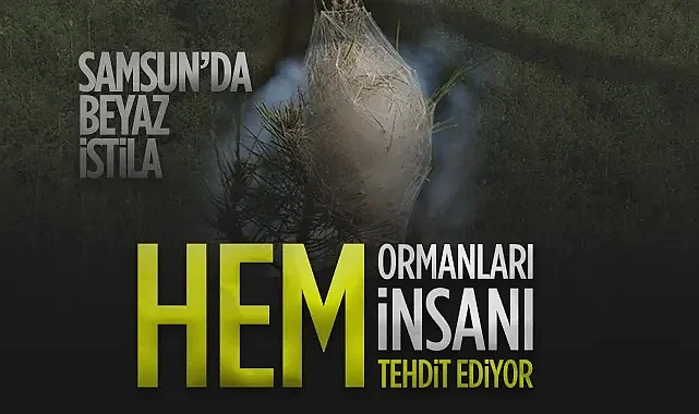 Samsun’da Çam Kese Tırtılı İstilası: Hem Ormanlar Hem İnsan Sağlığı Tehdit Altında