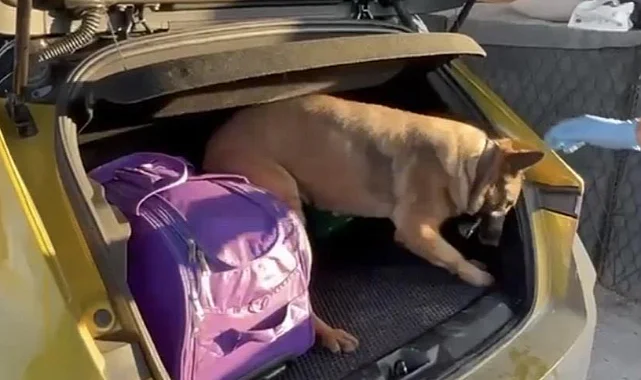 Samsun'da Dedektör Köpek Pera'dan Kaçmadı