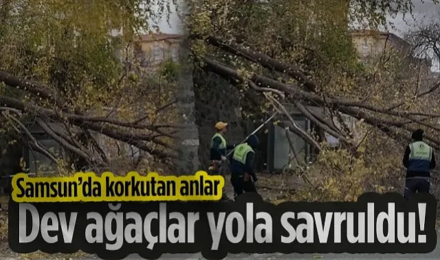 Samsun'da Fırtına Alarmı! Dev Ağaçlar Şiddetli Rüzgara Dayanamadı