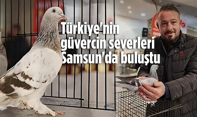 Samsun'da Güvercin Festivali: 81 İlden Katılım Sağlandı