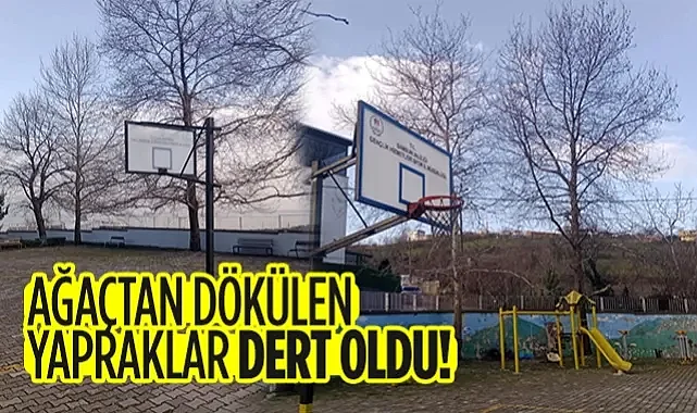 Samsun'da İnanılmaz Olay: Yaprak Döküyor Diye Tarihi Çınarları Kestirmek İstiyorlar!
