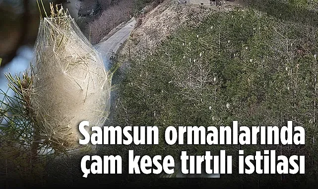 Samsun'da Ormanlar Beyaza Büründü! Çam Kese Tırtılı İstilası Başladı