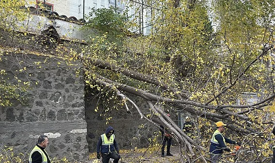 Samsun'da Rüzgarda Devrilen Ağaç Araçlara Zarar Verdi