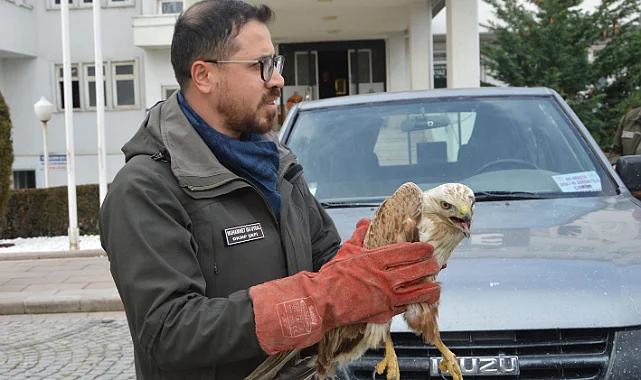 Samsun Havza'da Yaralı Şahin Koruma Altına Alındı