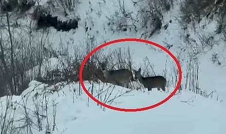 Samsun Ladik Akdağ'da Karacalar Görüntülendi