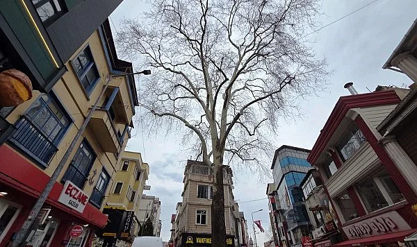 Samsun’un Koruma Altındaki 11 Çınarından Biri: 160 Yıldır Dimdik Ayakta!