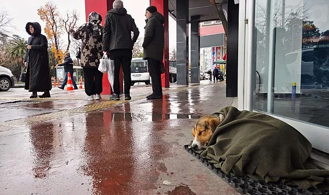 Samsunlulardan Örnek Davranış: Sokak Köpeğine Şefkat Eli