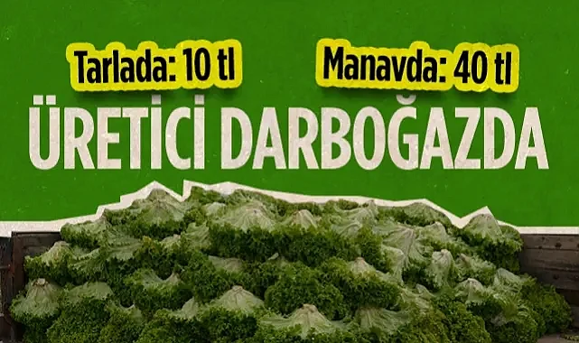 Tarlada 10, Manavda 40 Lira: Bafra'da Marul Üreticisi Darboğazda
