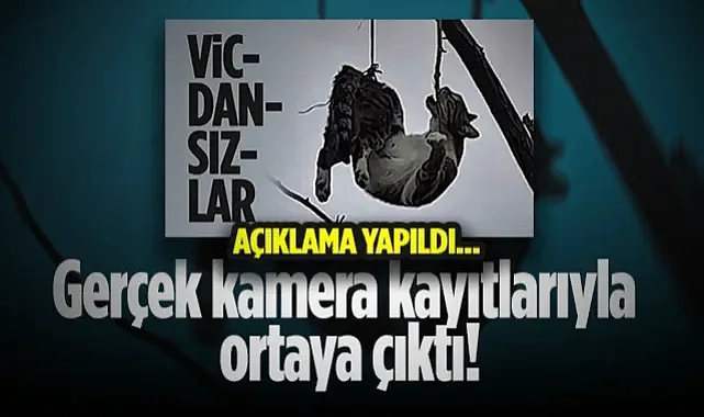 Tekkeköy’de Ağaçta Asılı Kalan Kedi İçin Ekipler Seferber Oldu: Gerçek Kamera Kayıtlarıyla Ortaya Çıktı!
