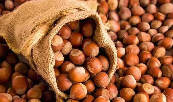 Türk Fındığı Hindistan Pazarında Rekor Kırdı: İhracat %180 Arttı