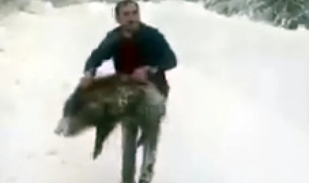 Yavru Yaban Domuzunu Eliyle Yakalayıp Sevdi