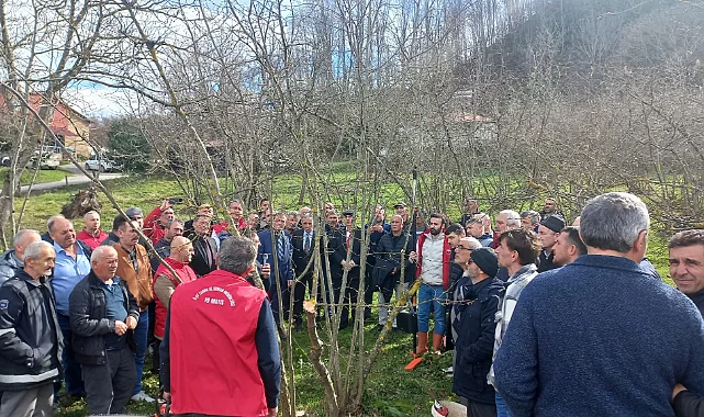 19 Mayıs İlçesinde Fındık Budama Eğitimi Gerçekleştirildi