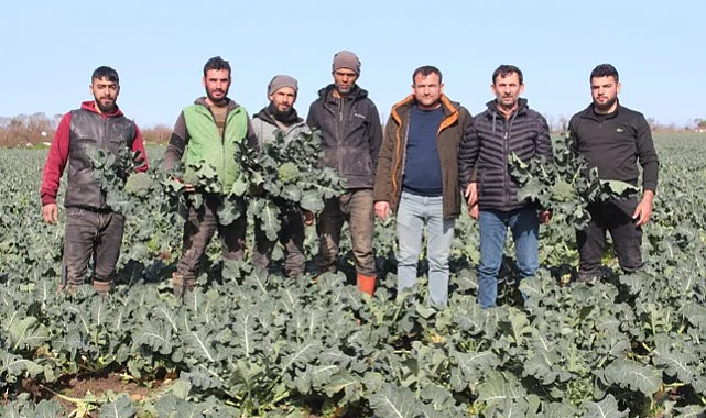 Bafra Ovası'nda Brokoli Hasadı Devam Ediyor! Rekolte Ne Kadar?