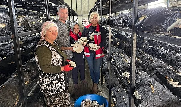 Çarşamba’da Aile Odaklı Üretim: Mantar Hasadında Dijital Tarım Eğitimi