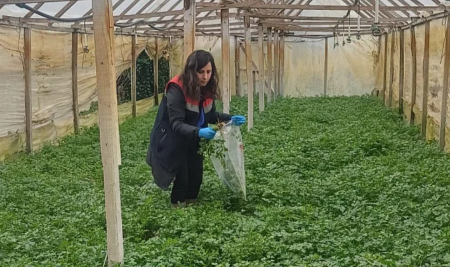 Çarşamba’da Kışlık Sebze Hasadı Öncesi Sıkı Takip: Pestisit Denetimleri Sürüyor