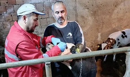Çarşamba’da Şap ve Brucella Aşılaması Başladı