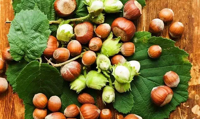 Çarşamba Ziraat Odası'ndan Fındık ve Kivi Üreticilerine Sigorta Uyarısı