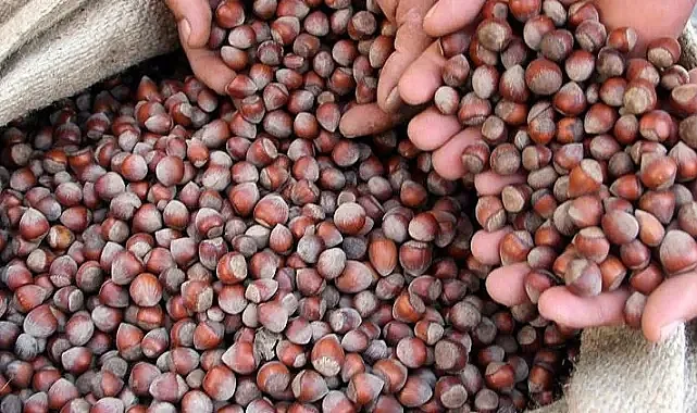 Fındık İhracatında Sert Düşüş: Gelir ve Miktar Geriledi