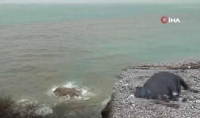 Konyaaltı Sahili’nde Ölü Boğa Bulundu