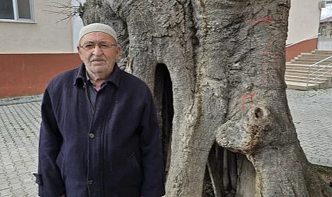 Samsun'da Asırlık Ağaç İçin Koruma Çağrısı