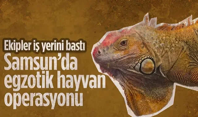 Samsun'da Egzotik Hayvan Operasyonu: İguana ve Papağanlara El Konuldu